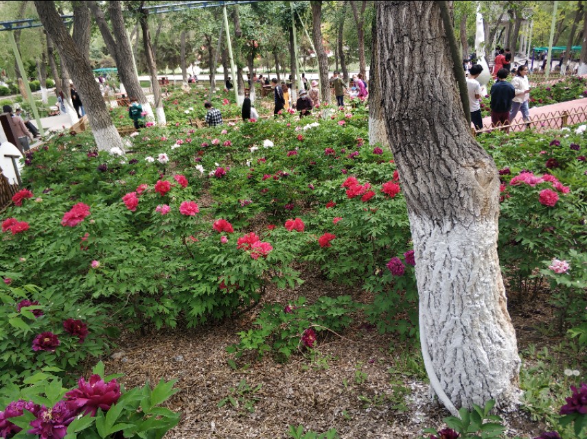 乌鲁木齐人民怎么过的“五一”？时间表来了，他们每天是这样过！