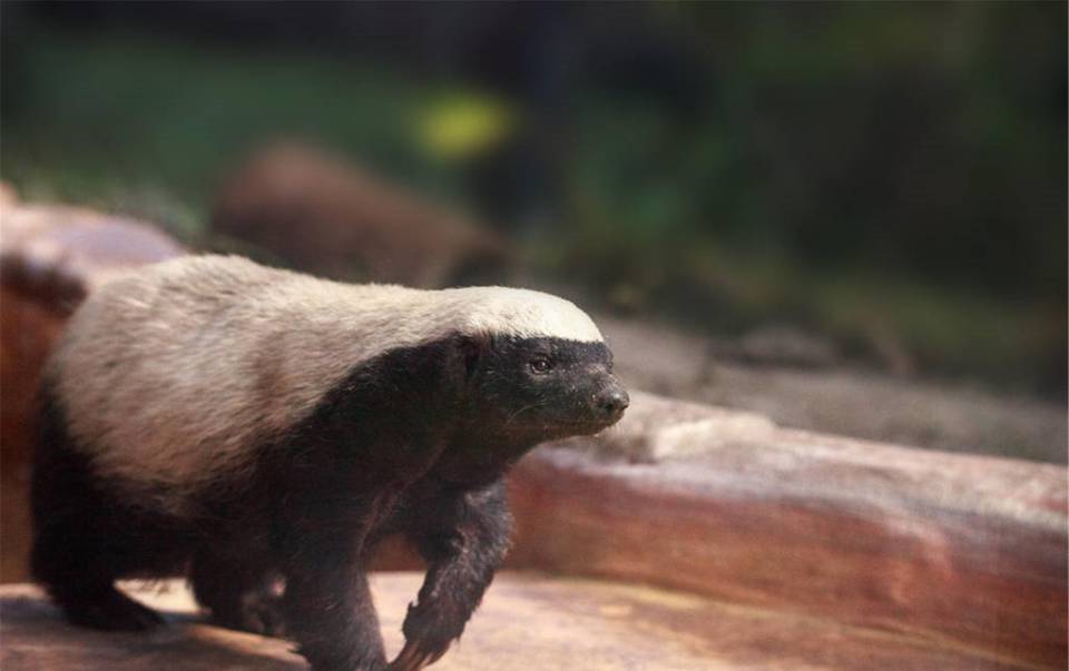 体格娇小的“平头哥”蜜獾,为什么能在非洲草原上横行霸道?