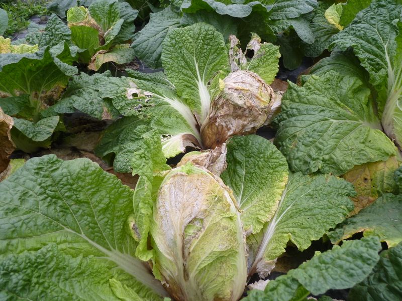 大白菜发生软腐病影响产量，老菜农分享三个方法，轻松防病不复发