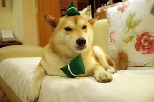 端午节可以给狗洗澡吗,狗狗吃粽子