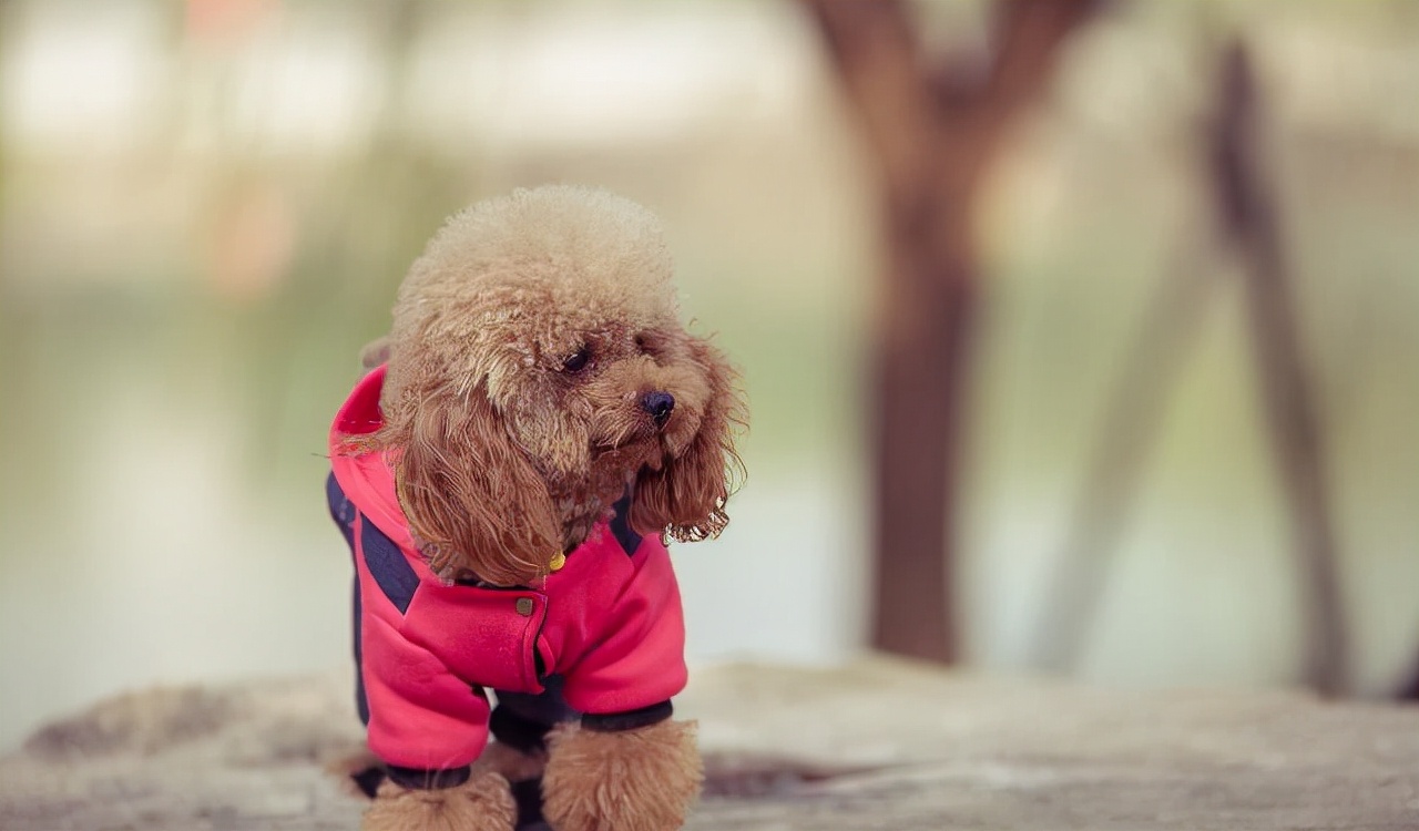 狗狗买什么品种最合适,怎么给狗狗选择宠物狗品种
