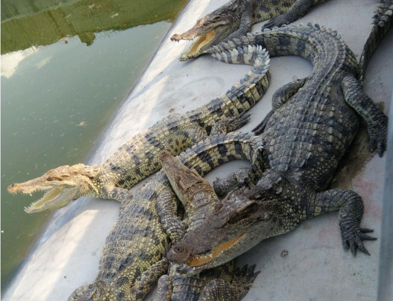 创新养殖,养殖鳄鱼合法吗,挣不挣钱?