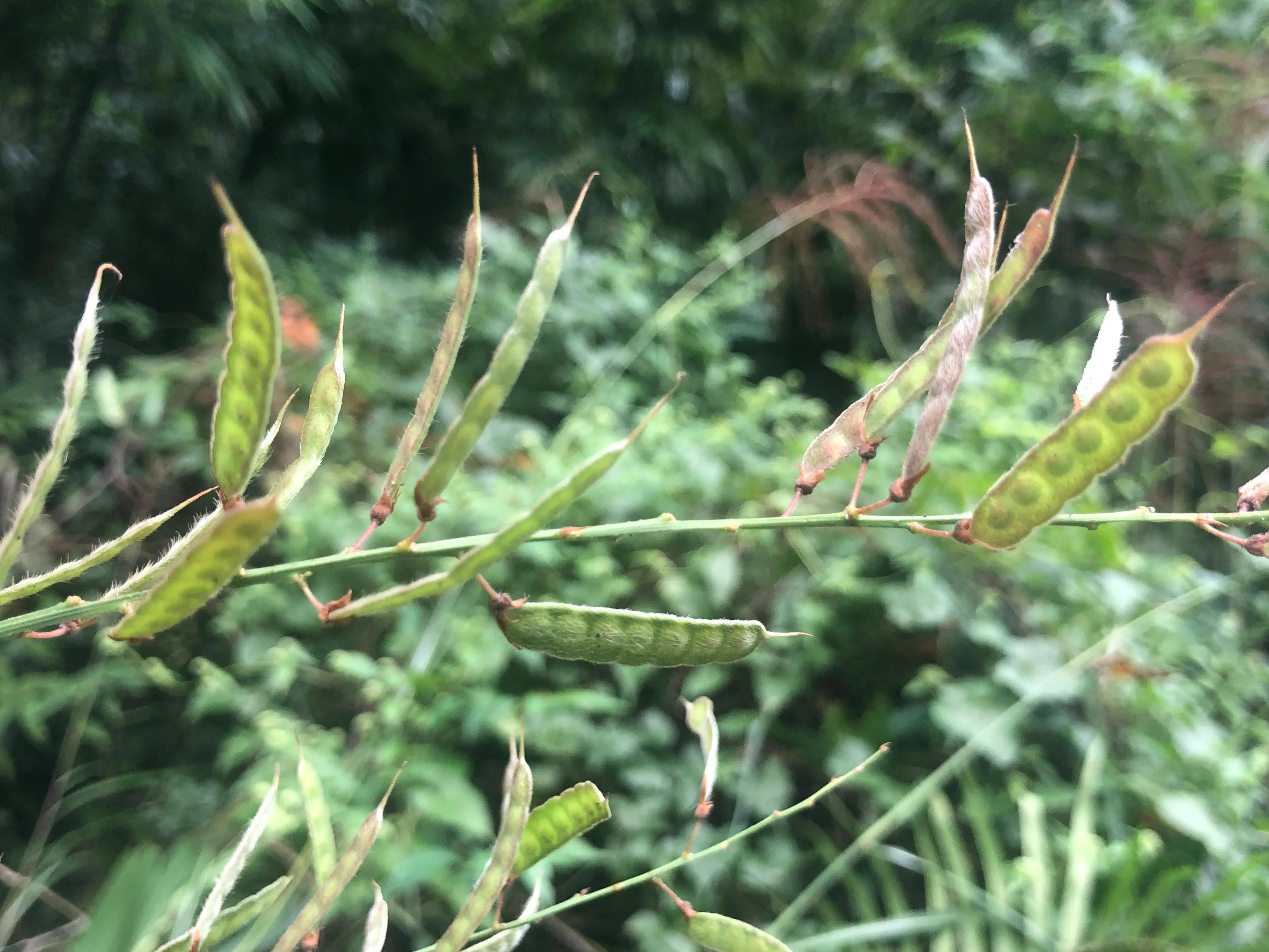 娣卞北鑰佹灄閲庤彍妞嶇墿,鍘诲璁垮北闂寸殑閲庣敓鏈崏妞嶇墿