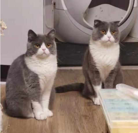 哪种猫咪均价昂贵,未来什么猫咪最畅销