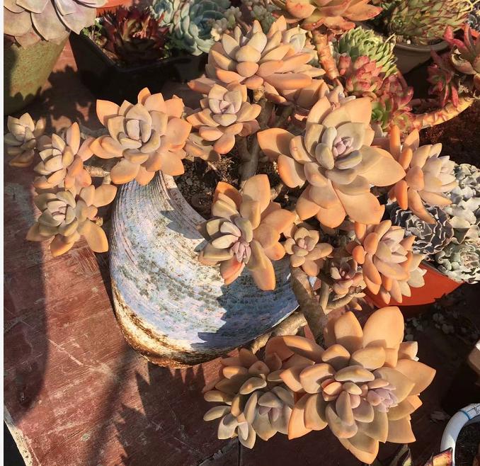 多肉怎么度过夏天,多肉夏季可以安全的度过夏季吗