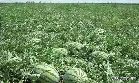 西瓜被偷却倒赔小偷300元后续,农民西瓜被偷倒赔偷瓜者300元