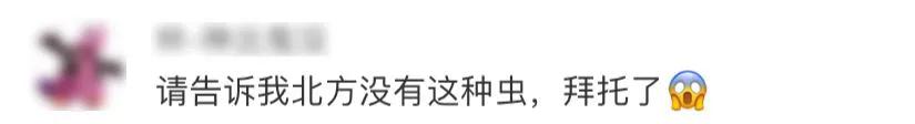 晚上玩手机会毁容的虫子,前一晚关灯玩手机被虫毁容