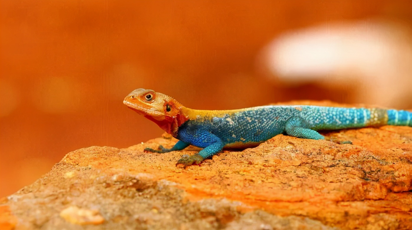 古代女子为什么用守宫砂证明清白,守宫砂真的能鉴别女子清白吗