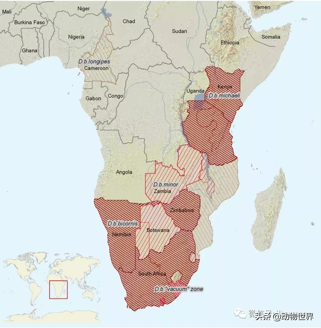 食草动物中的“斗士”-黑犀