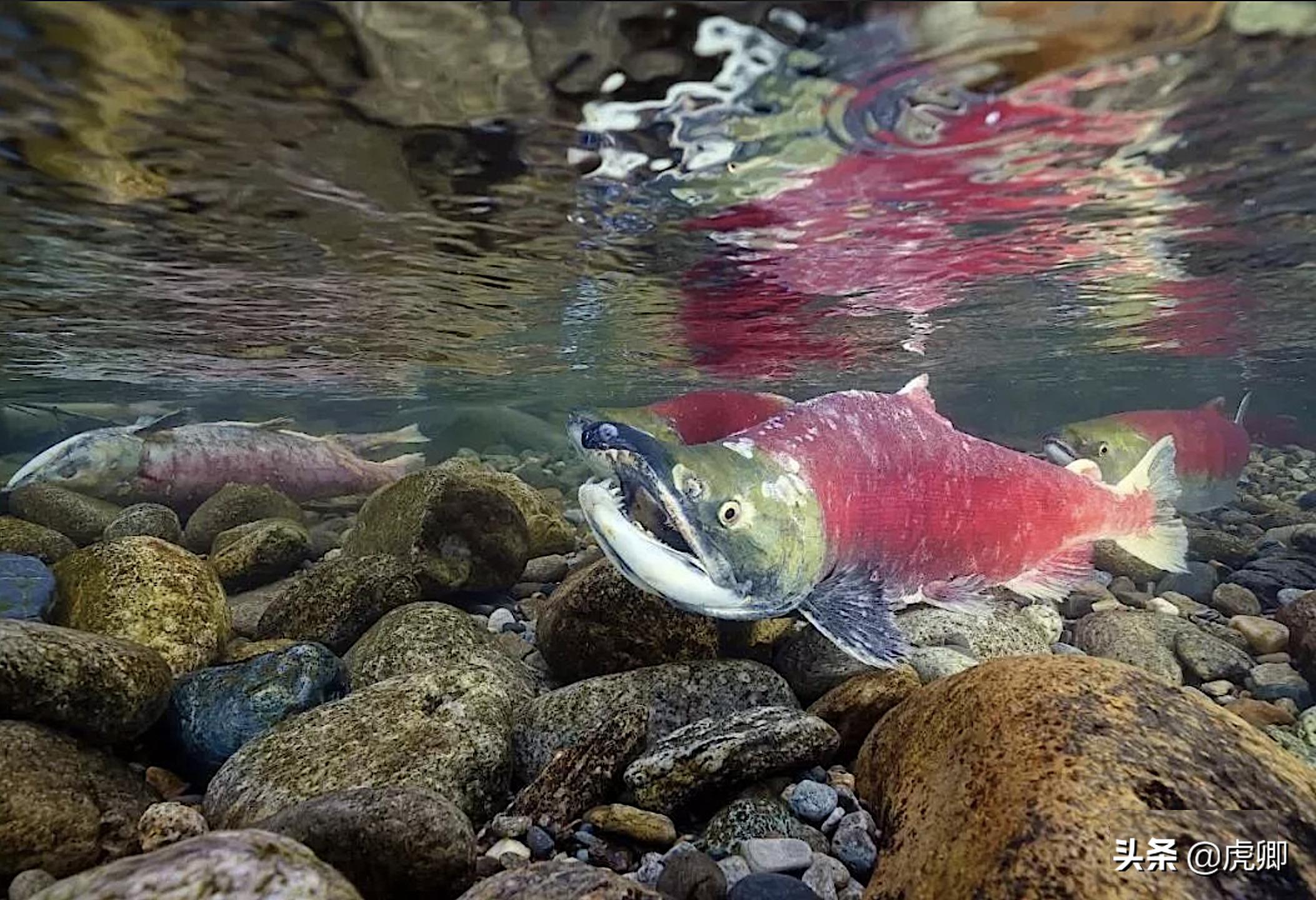 鲟鳇鱼国家保护动物吗,鲟鳇鱼国家保护