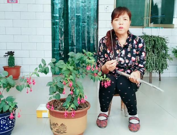 倒挂*钟金**招飞虫？花姐给你说一招，驱虫、养护两不耽误