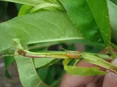 梨小食心虫的卵在桃树嫩梢上吗,怎样预防桃树食心虫