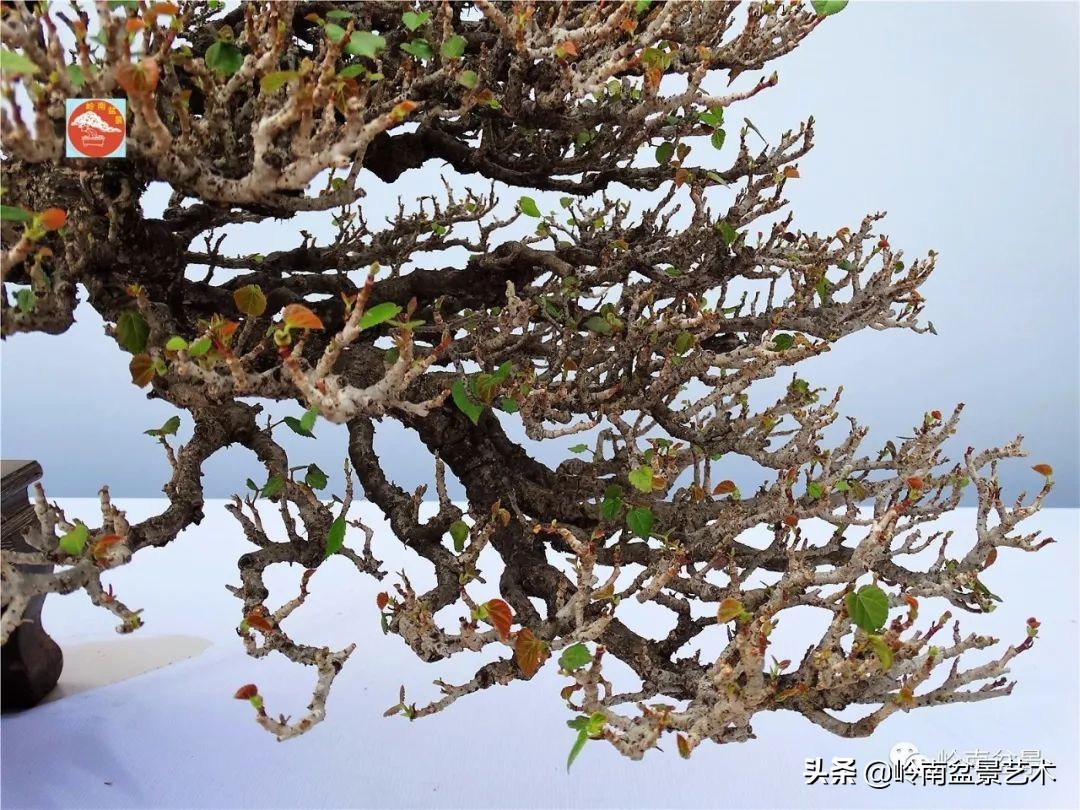 杂木盆景也毫不逊色,杂木盆景值钱吗