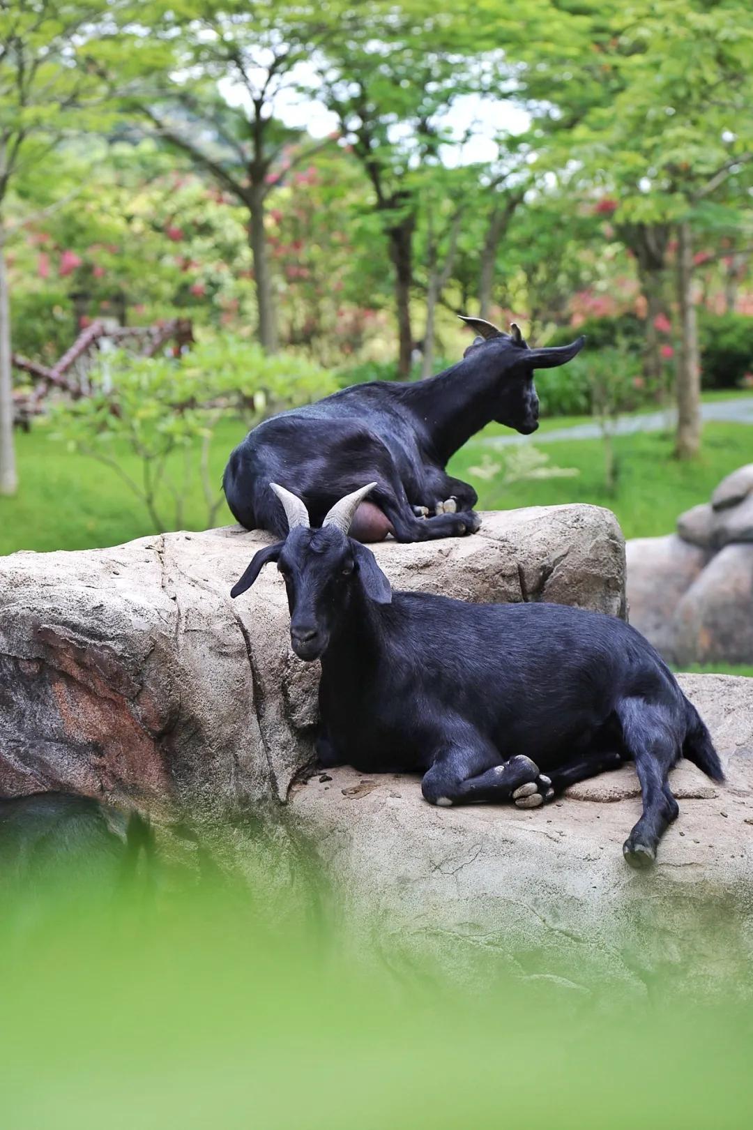 广东清远佛冈旅游攻略,广东清远佛冈森波拉旅游
