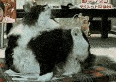 让你心动的搞笑图片,搞笑gif笑死人的动图