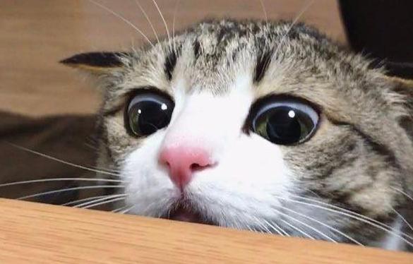 权志龙跟nike联名的鞋子,权志龙小雏菊联名鞋发售时间