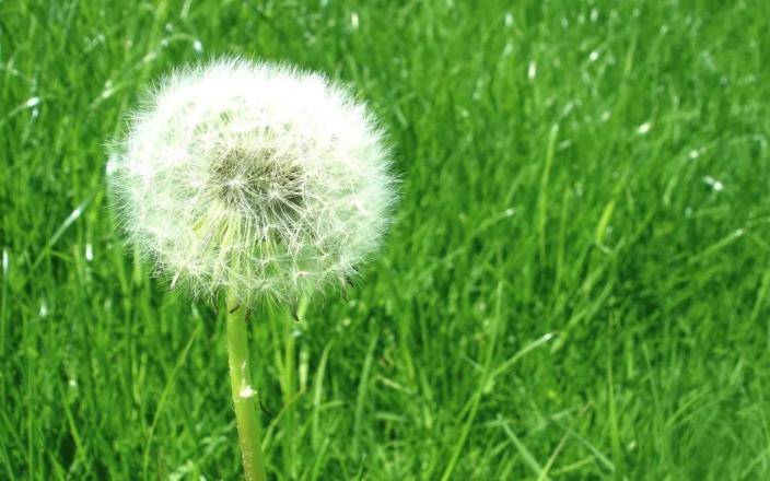 夏季苦夏如何调理,夏季吃5种苦味食物胜过进补