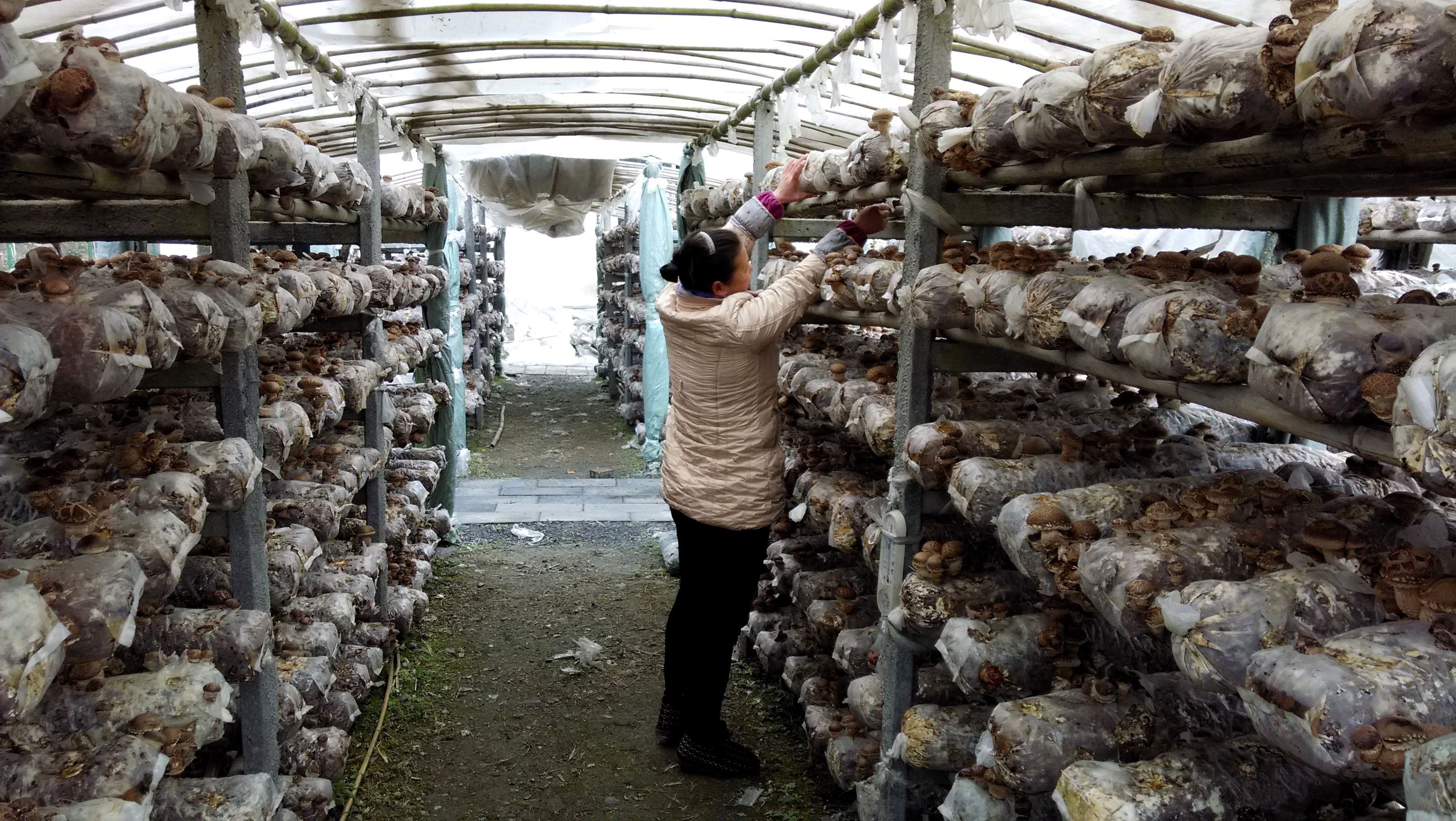 香菇菌棒养菌期被雨水泡了怎么办,香菇菌棒黄霉菌怎么处理