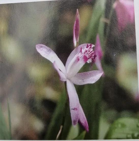 收敛止血的中成药有哪些,止血收敛的药有哪些