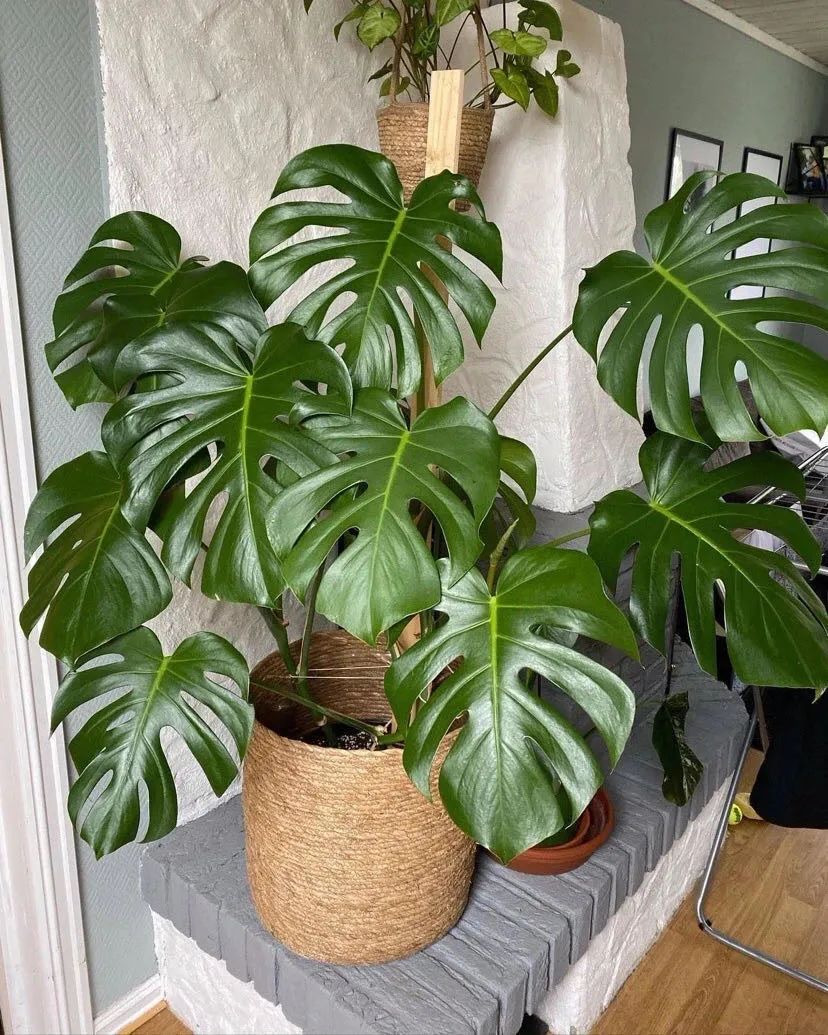 家养五种植物,家养绿叶花卉大全