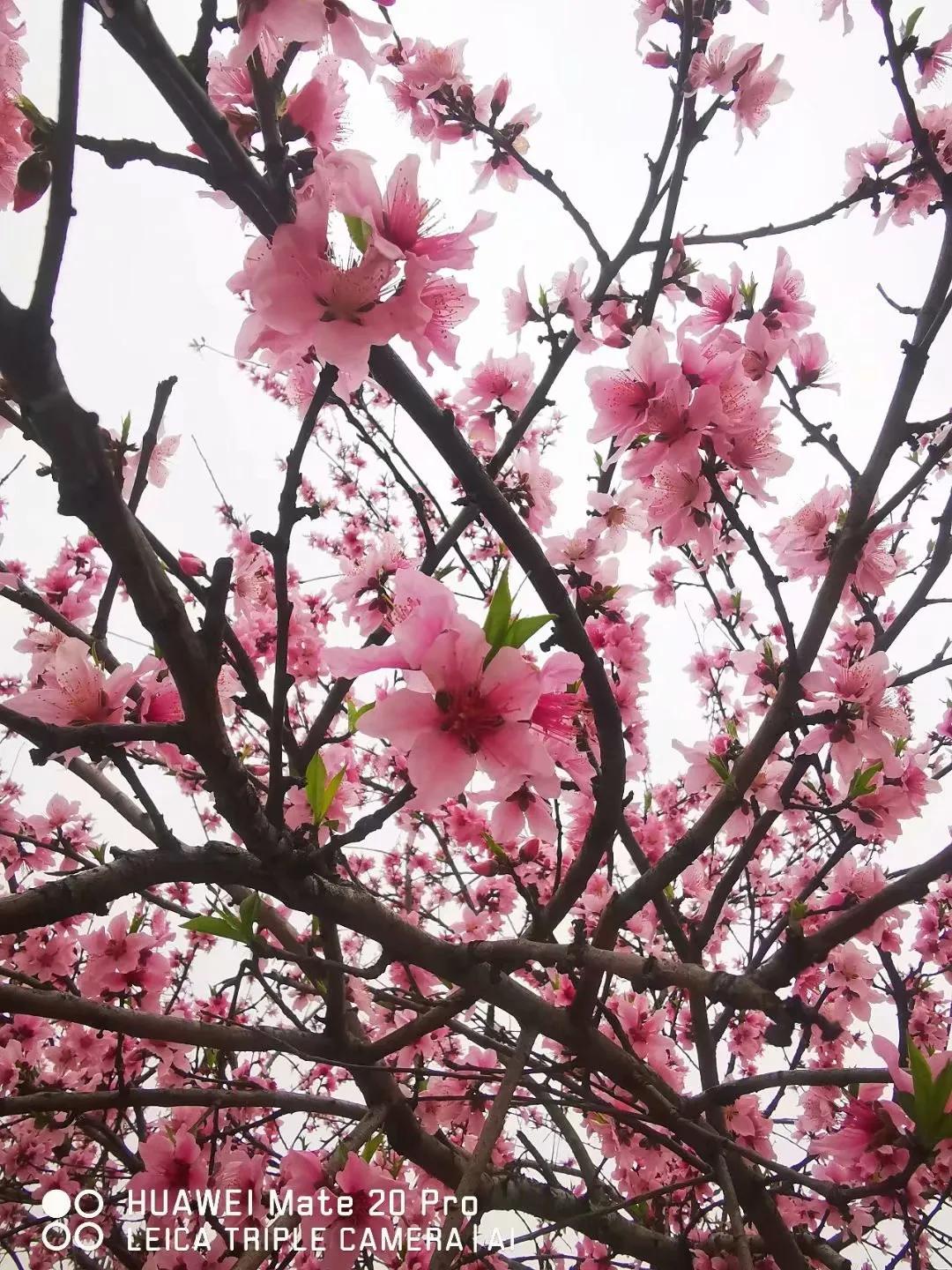 春桃电影1988完整版,春桃含苞