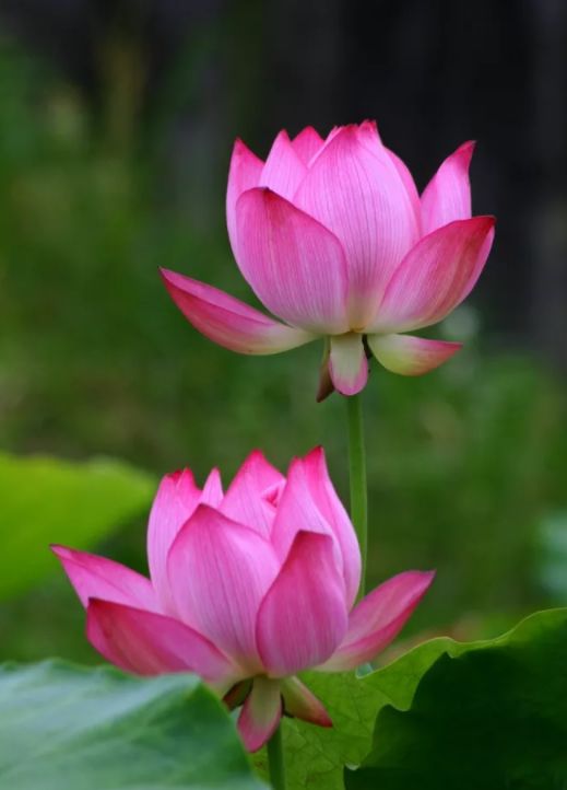 荷花古诗词鉴赏,映日荷花别样红中荷花的特点是