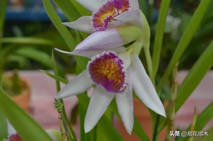 笋兰是名贵兰花吗,深山里又发现好多珍贵兰花品种