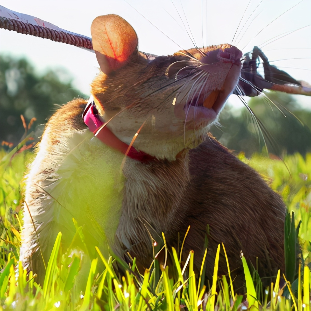 老鼠也能救老虎,老鼠可以探测地雷吗