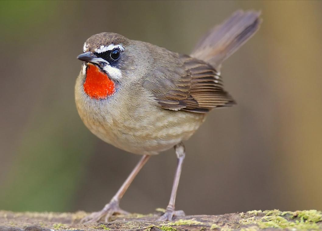 东江揽胜,惠州淡水常见鸟类图谱