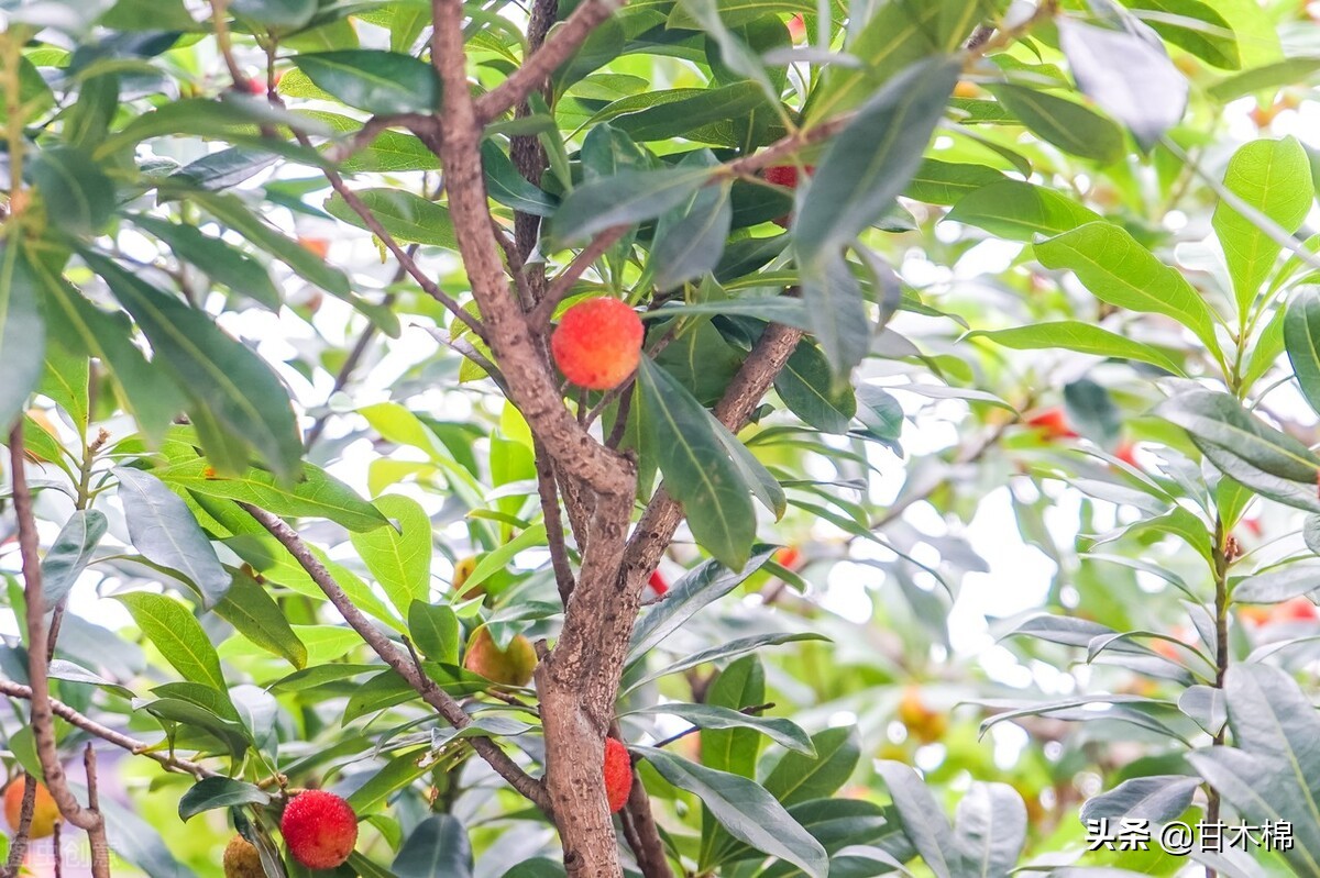 童年野果子,儿时的野果子总让人回味无穷