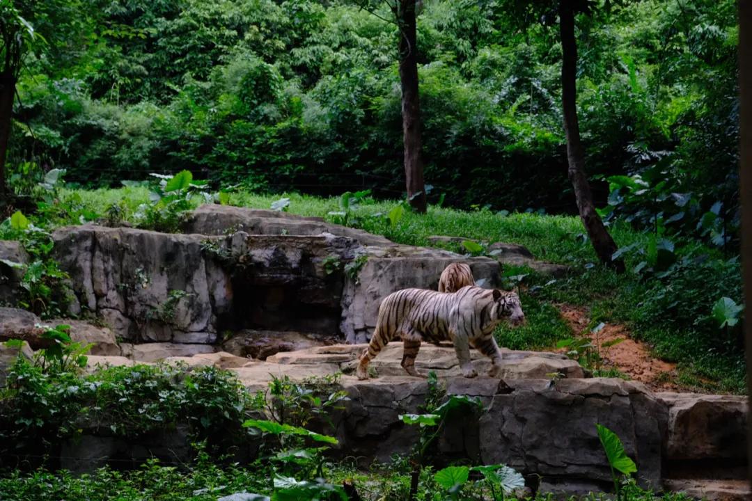 广州长隆攻略注意事项,广州长隆优惠攻略