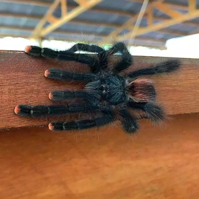 长相像外国人的汉族人,长相酷似中国人的印第安人