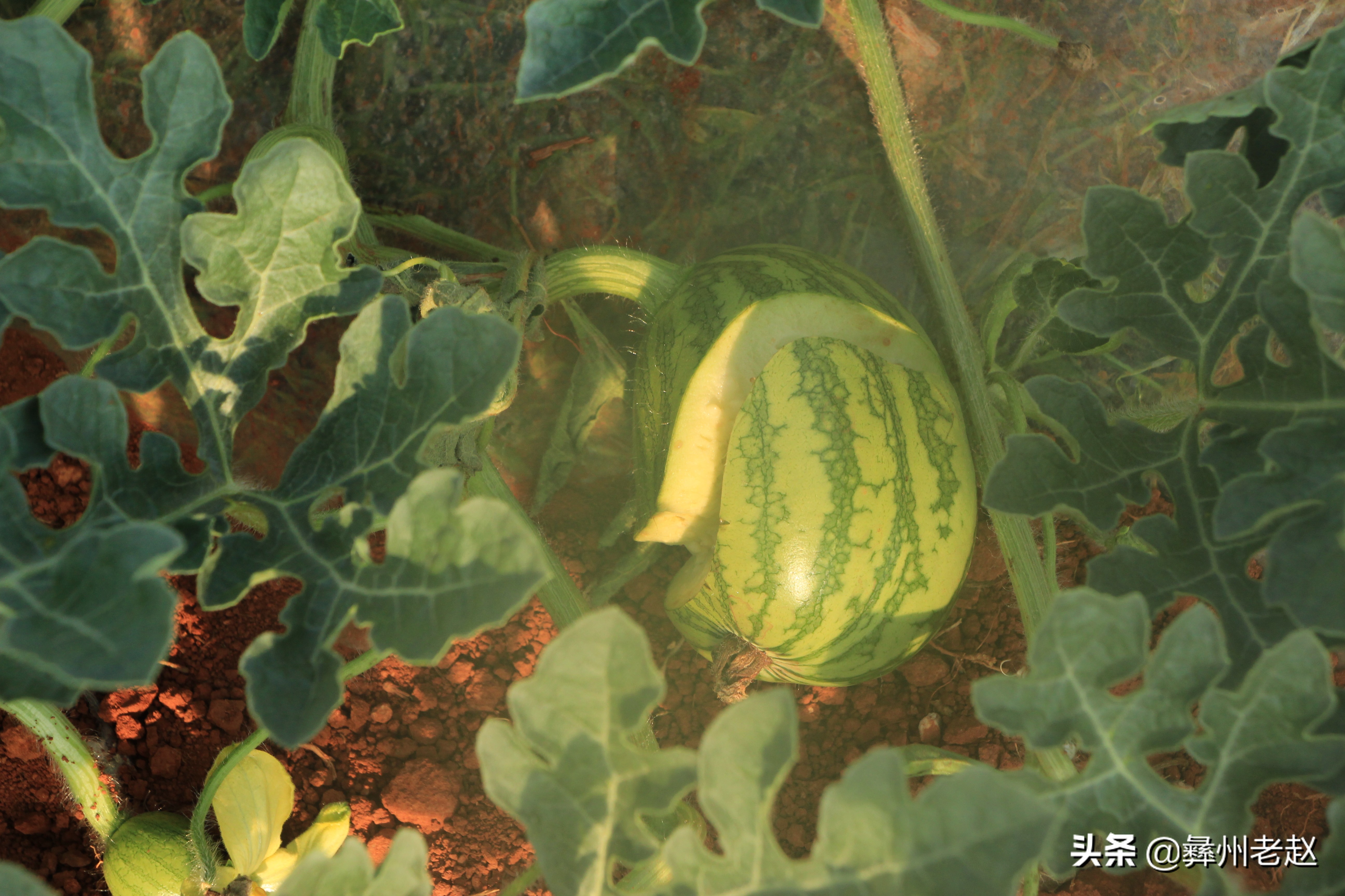 西瓜使用氯吡脲怎么配水,西瓜氯吡脲怎么授粉