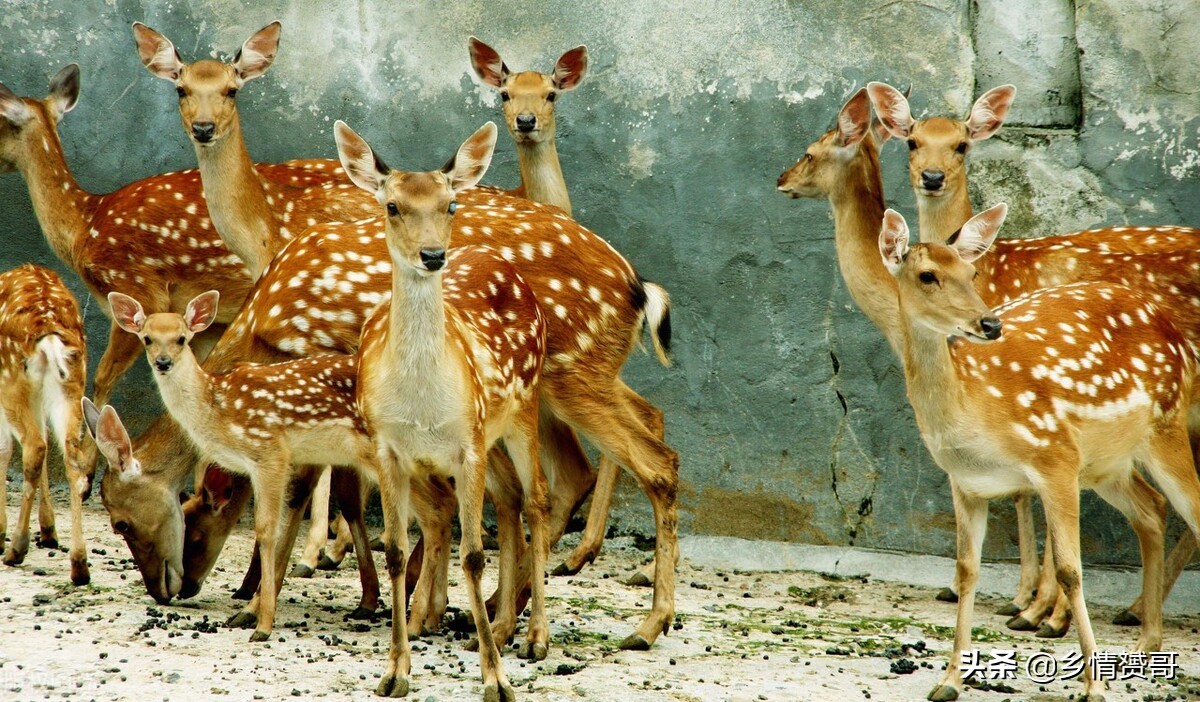 放弃打工开始创业,不想打工了回农村创业有哪些项目