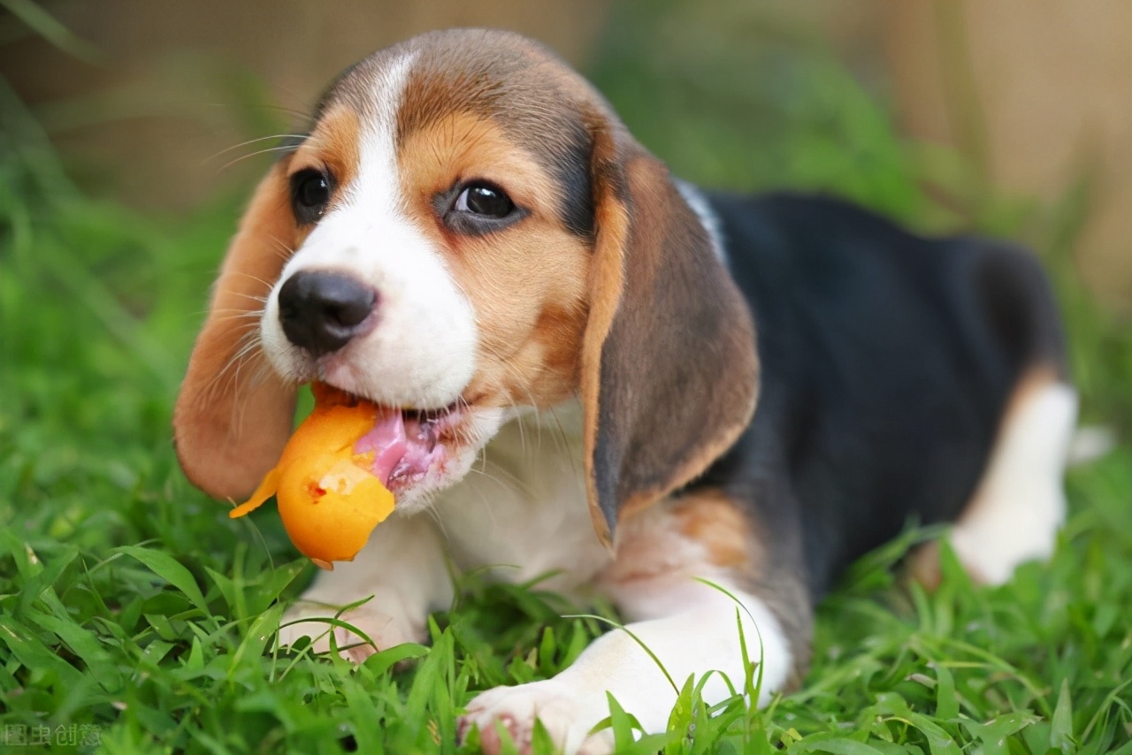 要不要给狗子吃狗粮,狗子除了吃正常狗粮还吃些什么好