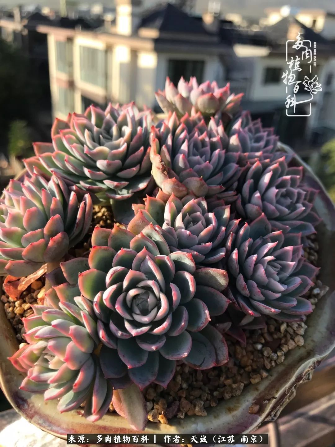 鍙拱瀵圭殑涓嶄拱璐电殑灏忔牱,鍙拱瀵圭殑涓嶄拱璐电殑鍥剧墖灞曠ず