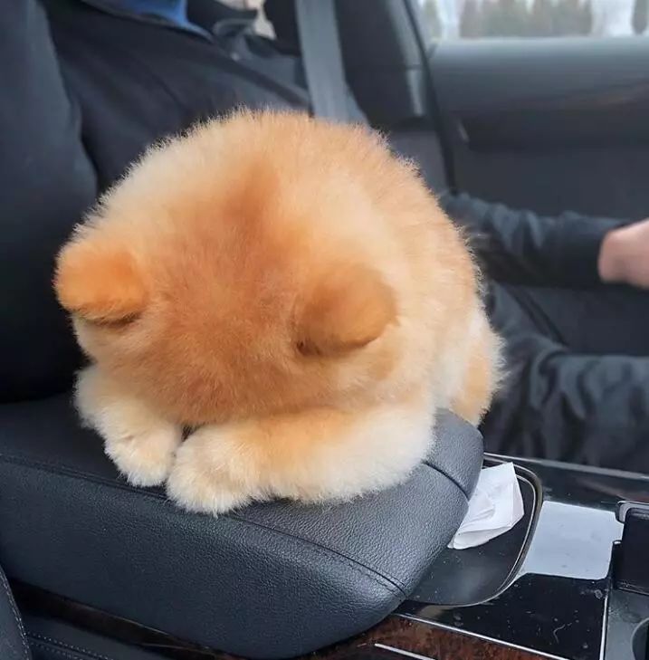 博美为什么看到别的狗就叫,博美狂叫怎么办