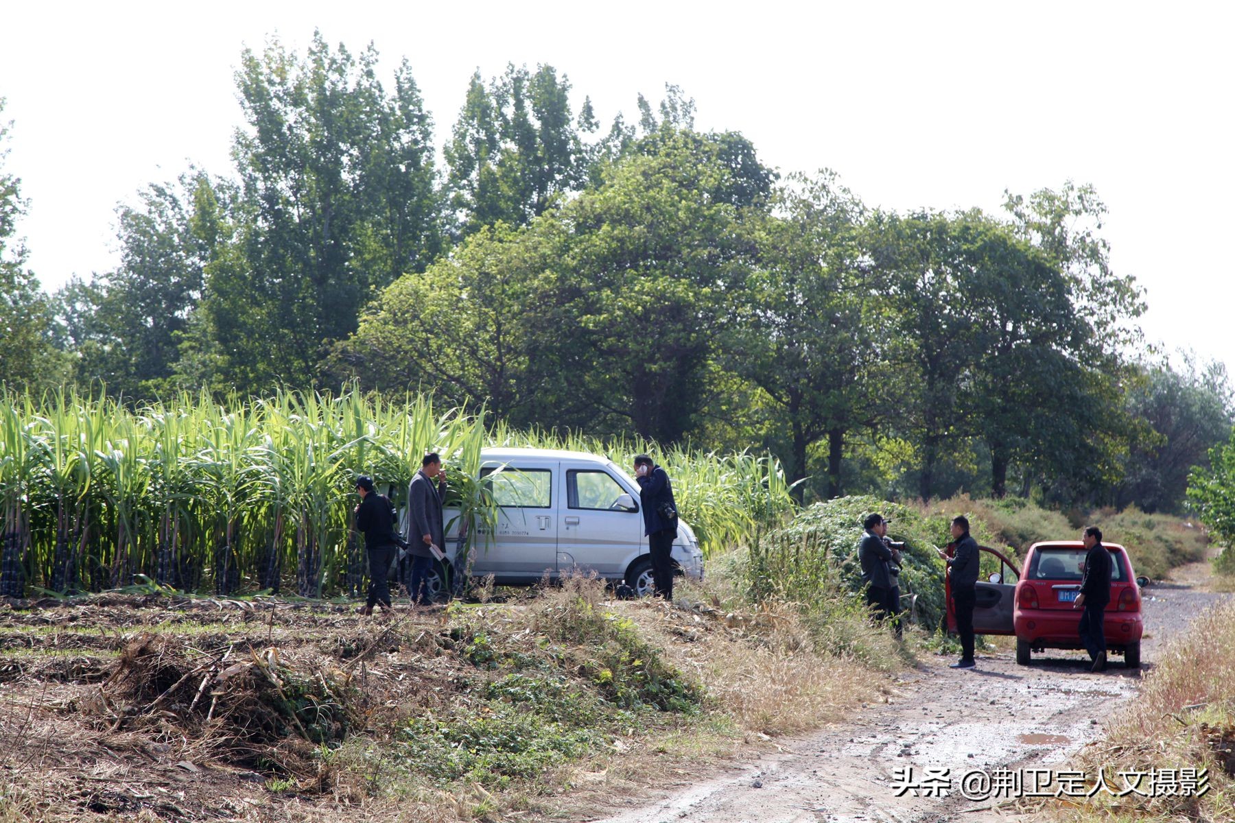 高标准农田种植水果甘蔗,山西农民种甘蔗