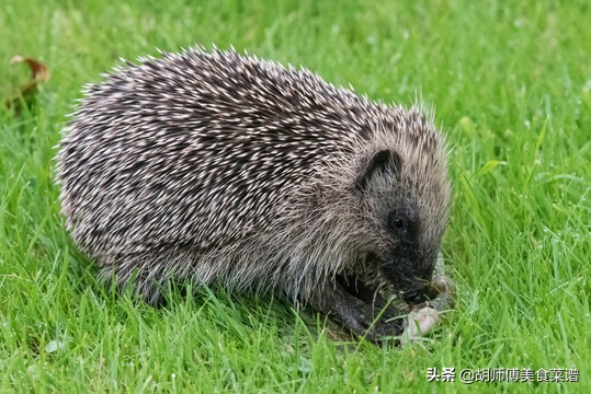 除了蝙蝠，这18种动物肉都是野生的，为了家人健康，一定要管住嘴
