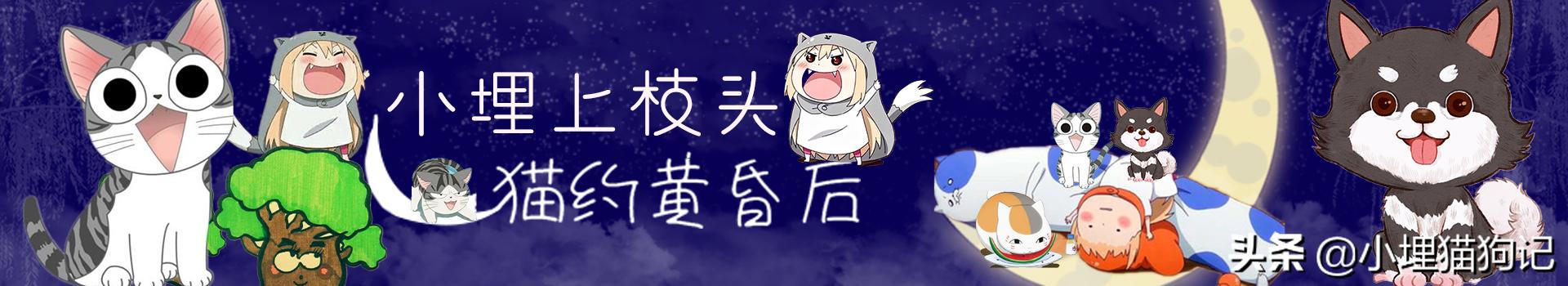 草原清道夫秃鹫,鸟类救助秃鹫