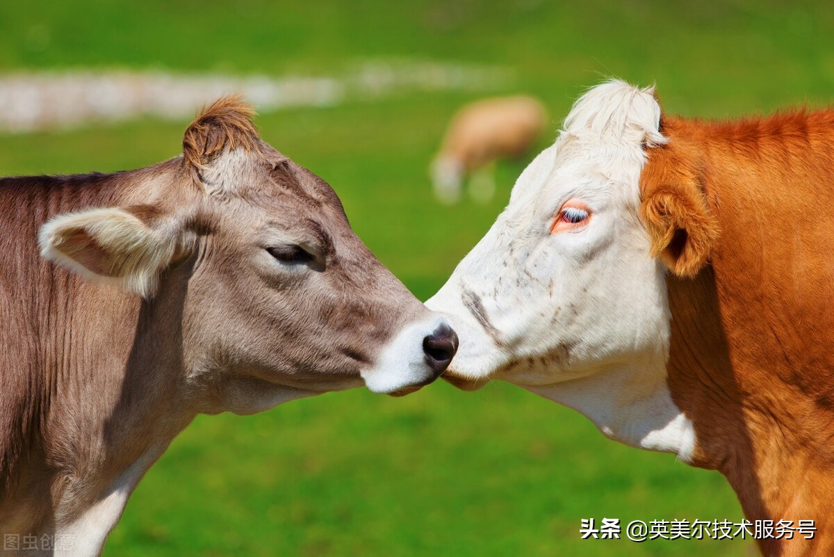 牛吃土和粪是为什么,牛舔毛啃土吃杂物什么原因