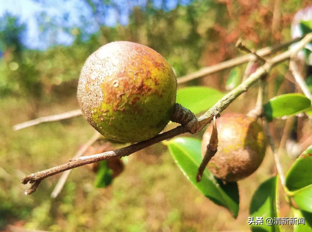 桃源近4000亩油茶果收成采摘啦，茶籽油一斤卖80元