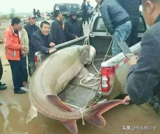 中国顶级鱼类大全你认识多少,十大淡水掠食性鱼类排名