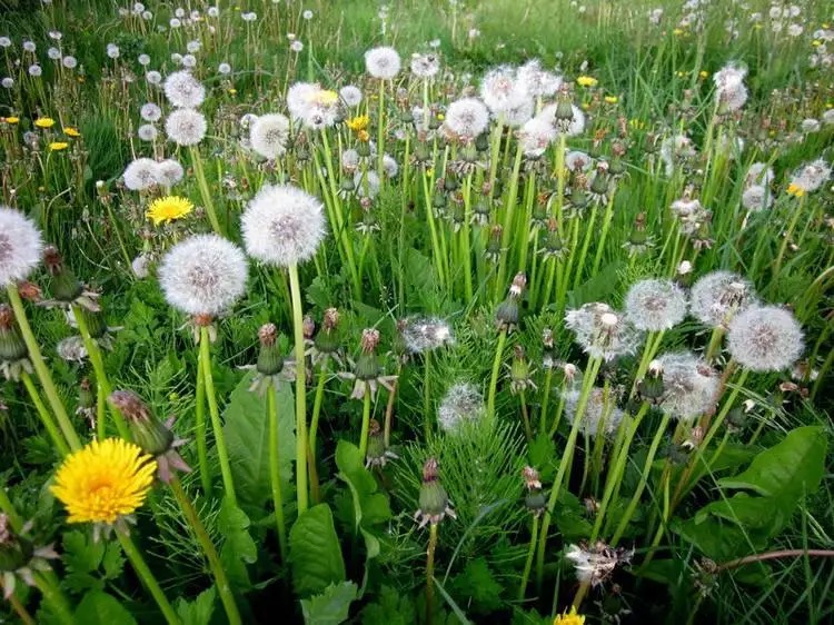 广西马蜂蜇伤事件,扫墓被马蜂蜇死