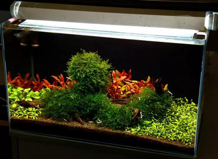 养草缸需要爆藻嘛,养草缸容易爆缸