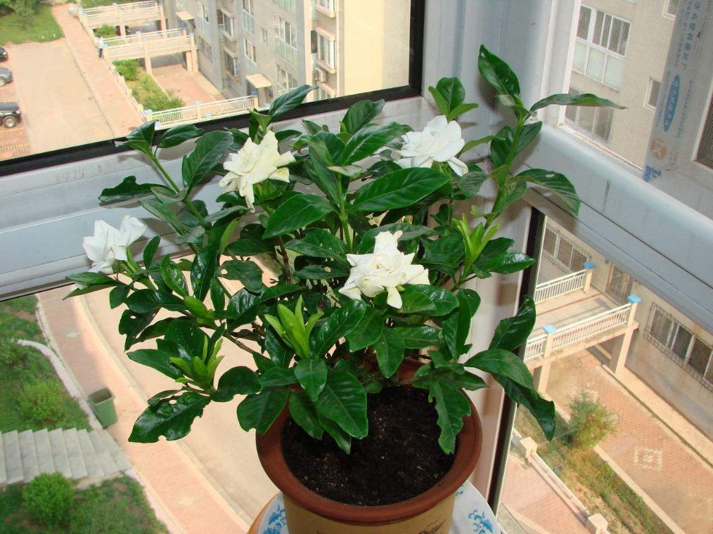 室内植物虫害怎么消除,如何避免植物病虫害