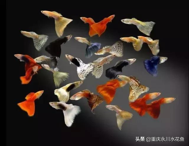 热带观赏鱼孔雀,热带观赏鱼巴西迷你孔雀鱼