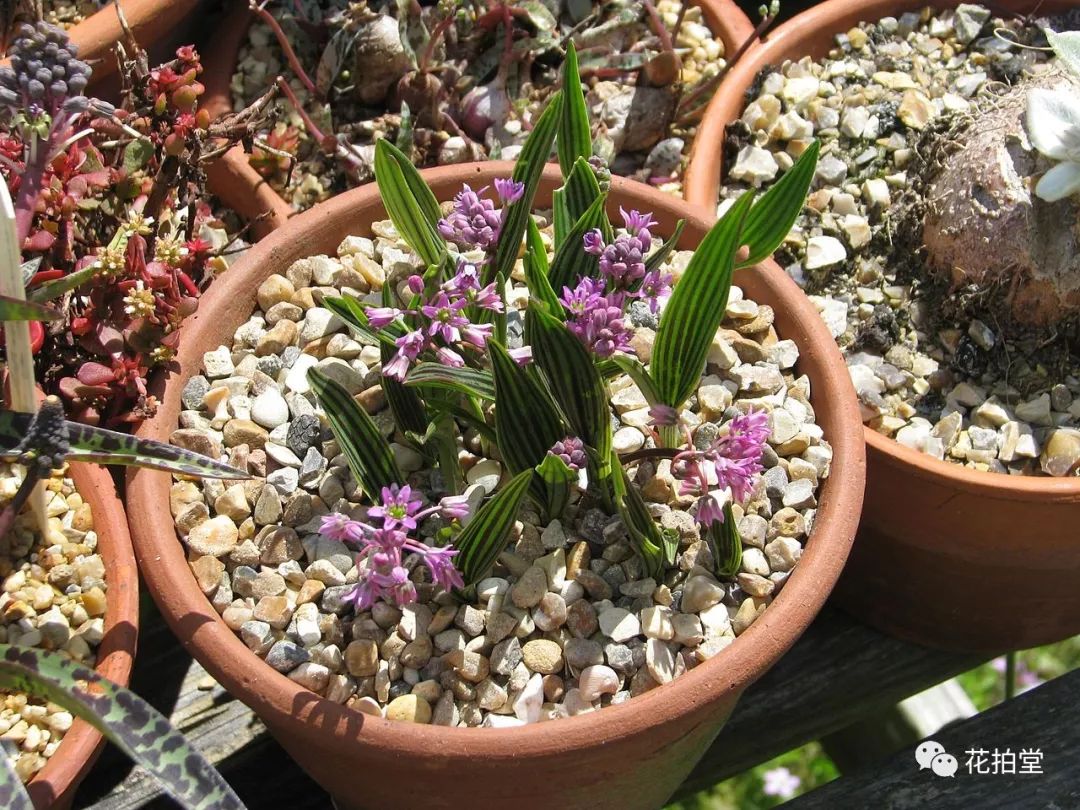 日本山野草缟缦穗，形态小巧可爱，花*诱色**人，好养易活！