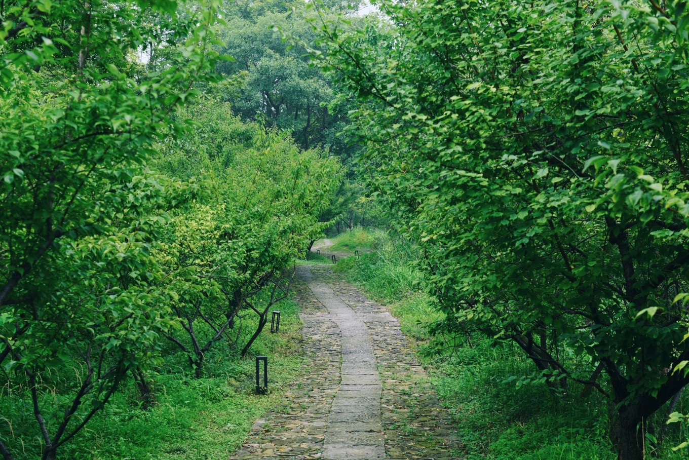 绿色世界花的海洋，在十里芳菲宠爱自己的24小时