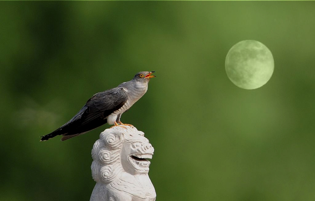 哀而不伤是成语吗,哀而不伤的成语